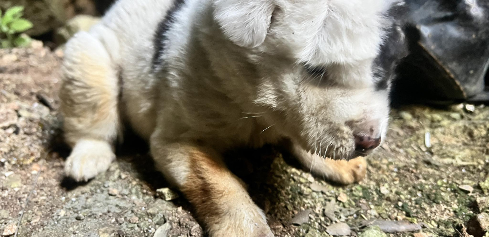 Πήλιο: Πέθανε και το τελευταίο κουτάβι από αυτά που πέταξαν σε γκρεμό 20 μέτρων