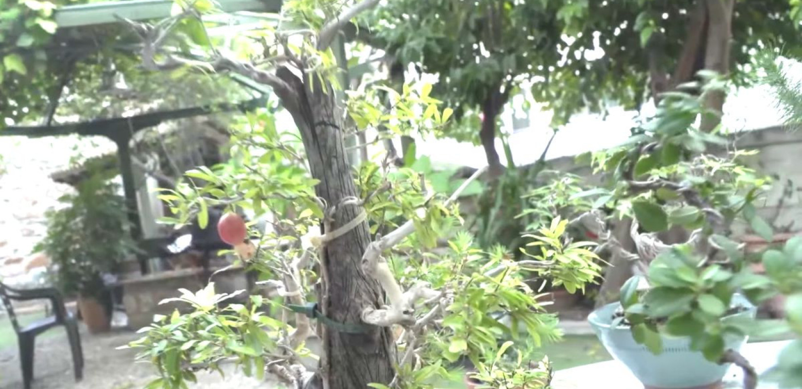 Ένας κήπος με 130 φυτά μπονζάι στην τσιμεντούπολη της Νέας Σμύρνης (βίντεο)