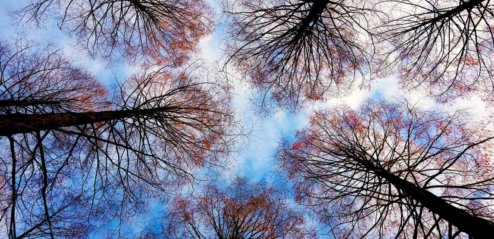 Θεσσαλονίκη: Έρχεται δενδροφύτευση στην Τούμπα χάρη στο «Όλοι Μαζί Μπορούμε»