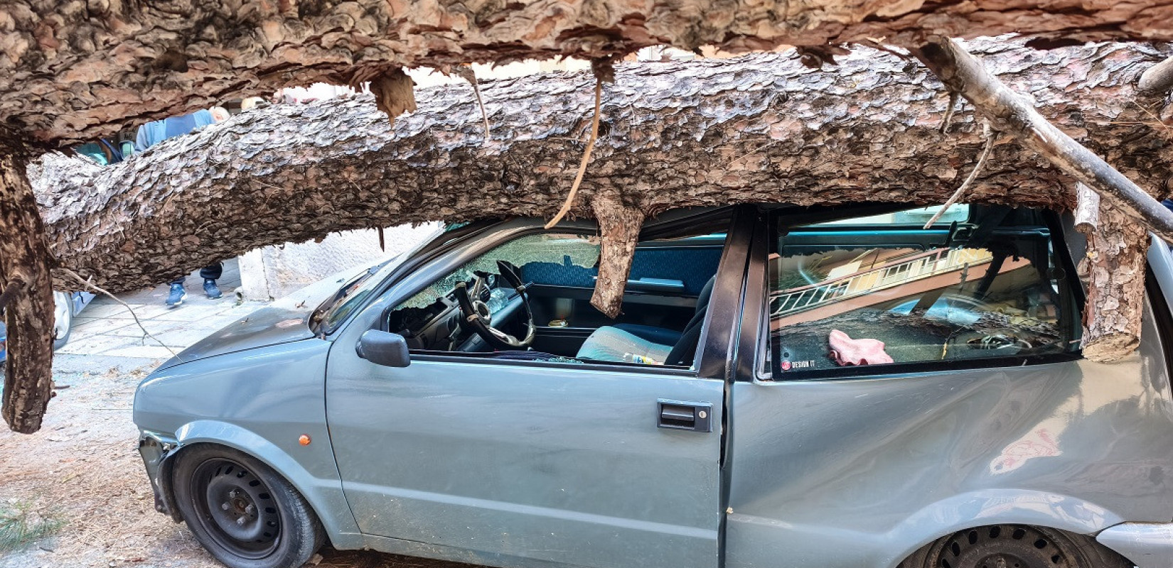 Θεσσαλονίκη: Δέντρο έπεσε και καταπλάκωσε ΙΧ στη Χαριλάου - Δείτε φωτογραφίες