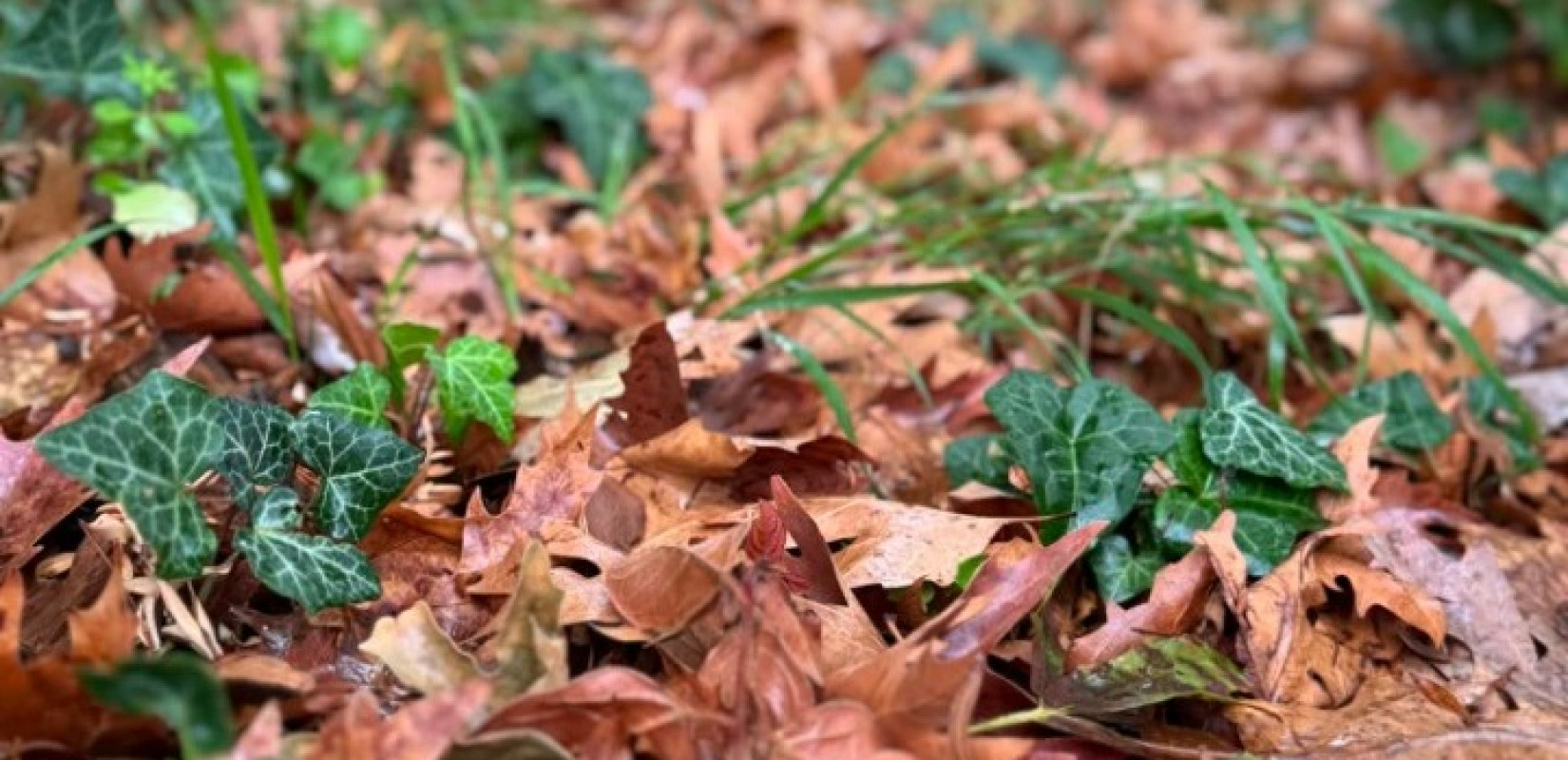 Δήμος Θεσσαλονίκης: Τόνοι φύλλα σαρώνονται καθημερινά και καταλήγουν για κομπόστ