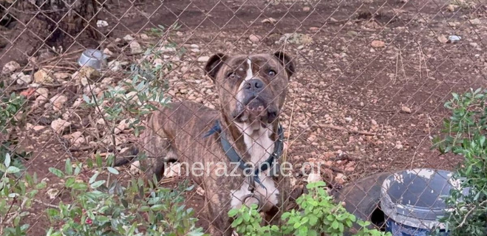 Πηγή φωτογραφίας: https://www.imerazante.gr/wp-content/uploads/2025/12/paidi-thanatos-skyli-ag.-leontas-1.jpg