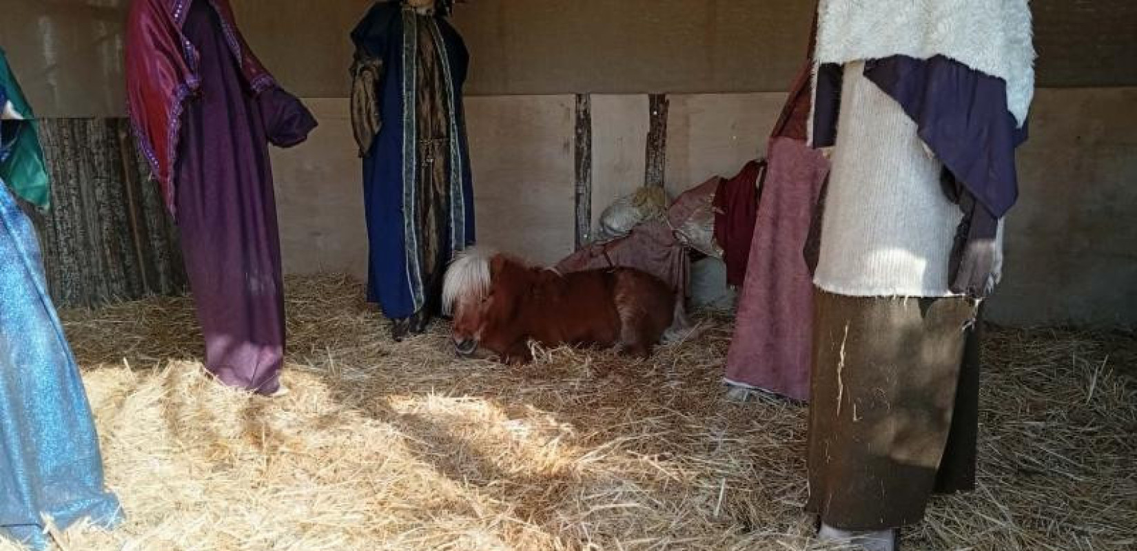 Αντιδράσεις στον Βόλο για το ζωντανό πόνι σε φάτνη - Τι αναφέρει ο δήμαρχος