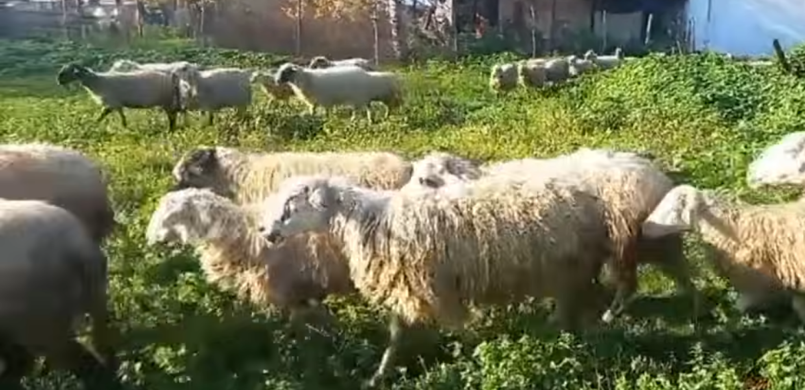 Θεσσαλονίκη: Ξεκίνησε η διαδικασία θανάτωσης των προβάτων στο Μικρό Μοναστήρι - Ερωτήματα για την προέλευση της σπάνιας φυλής