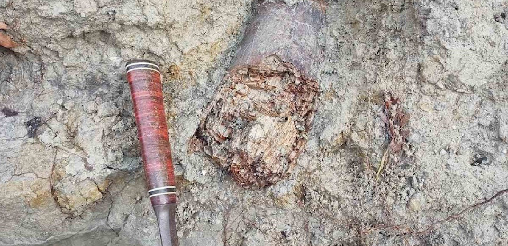 Απολιθωμένος χαυλιόδοντας από Μαμούθ εντοπίστηκε στον Λαγκαδά