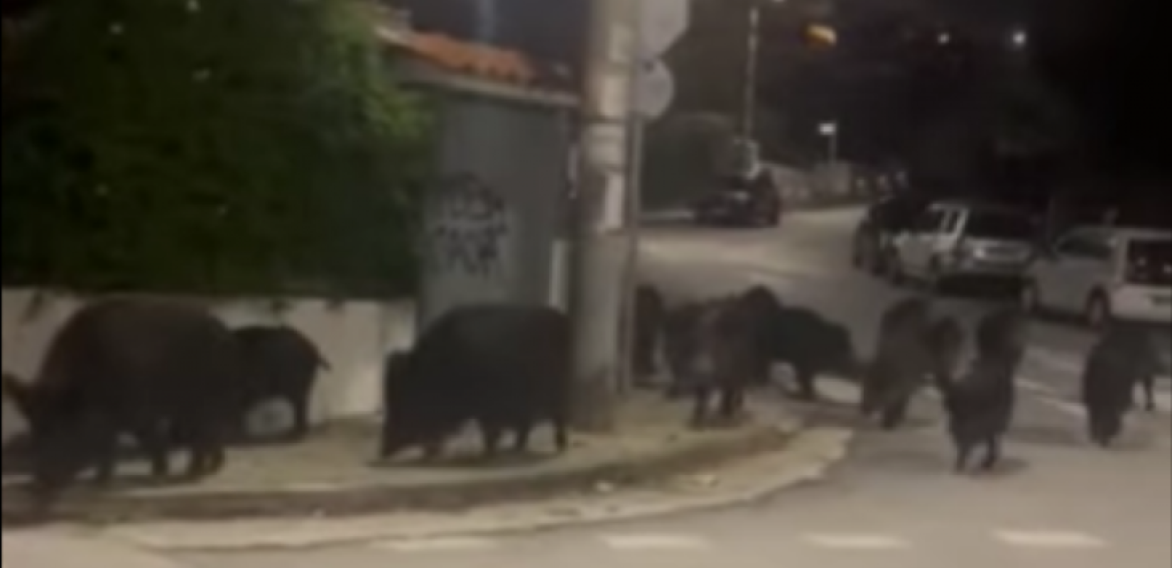 Θεσσαλονίκη: Χριστουγεννιάτικες… επισκέψεις αγριογούρουνων στις γειτονιές του Πανοράματος (Βίντεο)