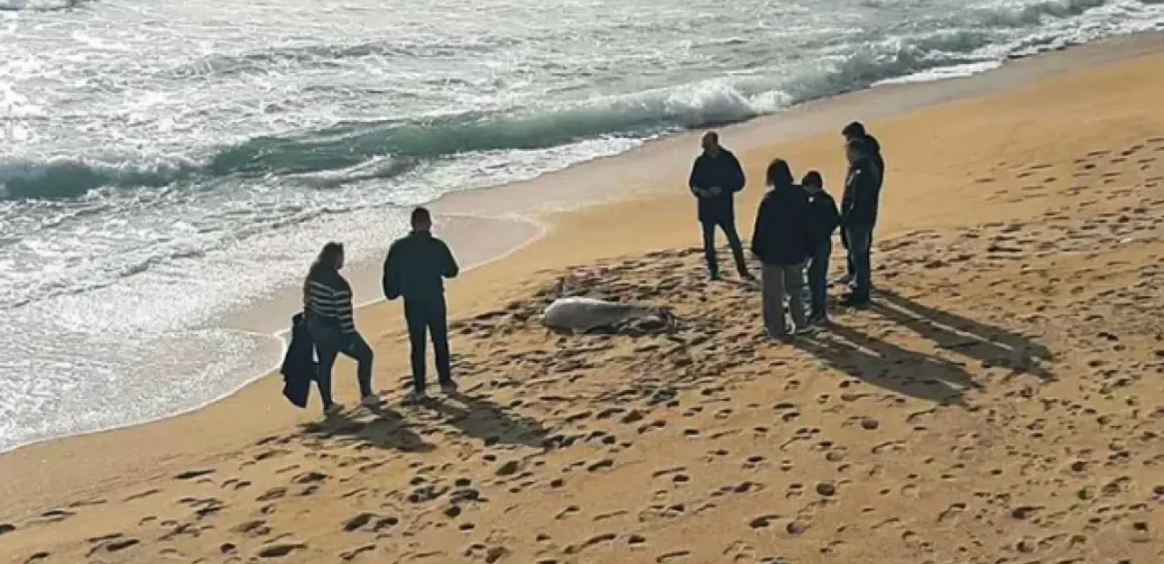 Καβάλα: Δελφίνι ξεβράστηκε νεκρό σε παραλία  - Είχε σκοινί δεμένο στο πτερύγιό του