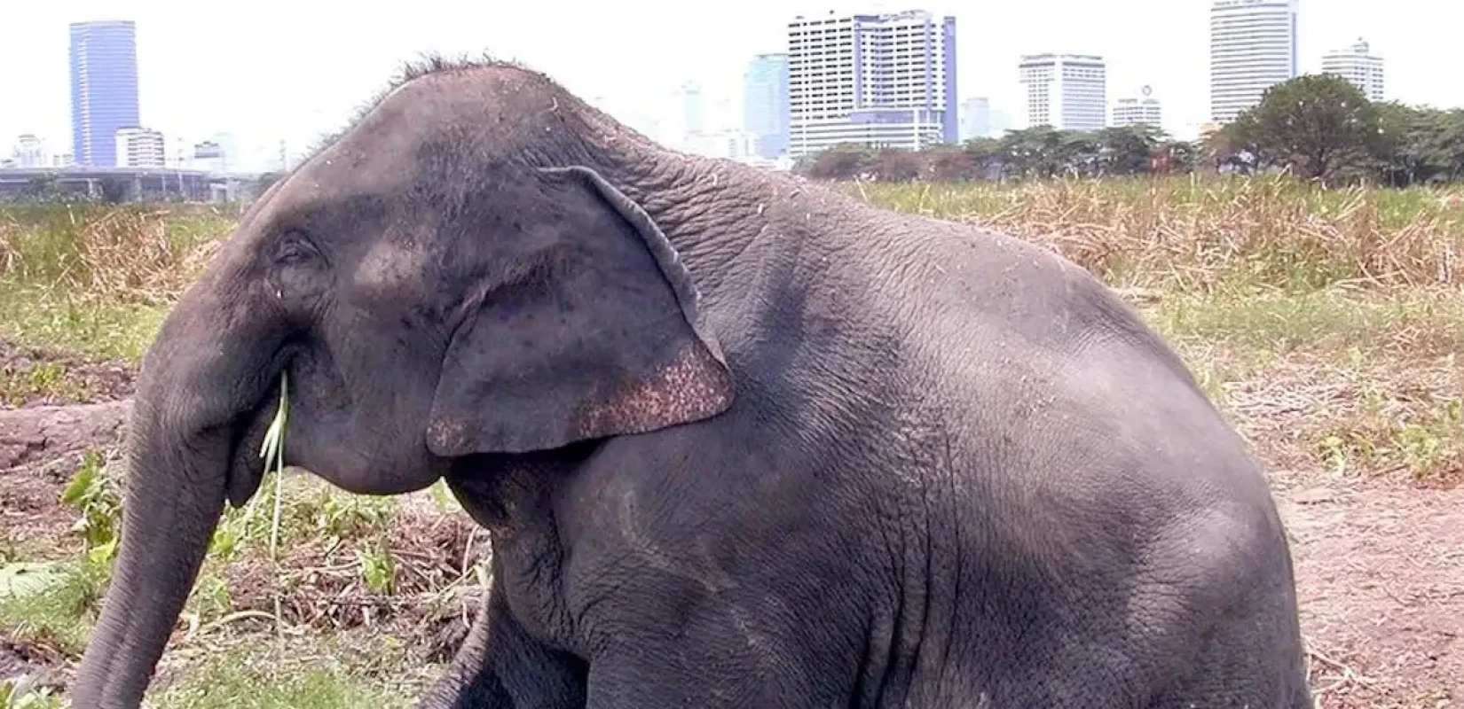 Σρι Λάνκα: Πυροβόλησαν και έκαψαν ζωντανό ελέφαντα - Σάλος στα social media (βίντεο)