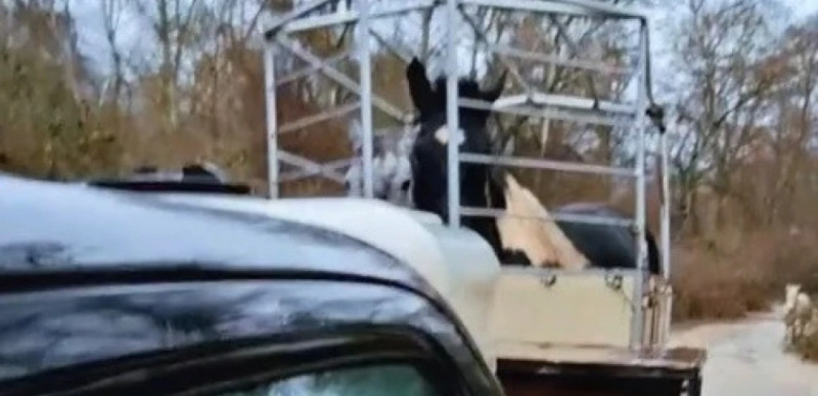 «Στο ποτάμι αυτά, στο ποτάμι και εγώ»: Η συγκινητική διάσωση αλόγων στη Μεσοποταμιά Καστοριάς (βίντεο)