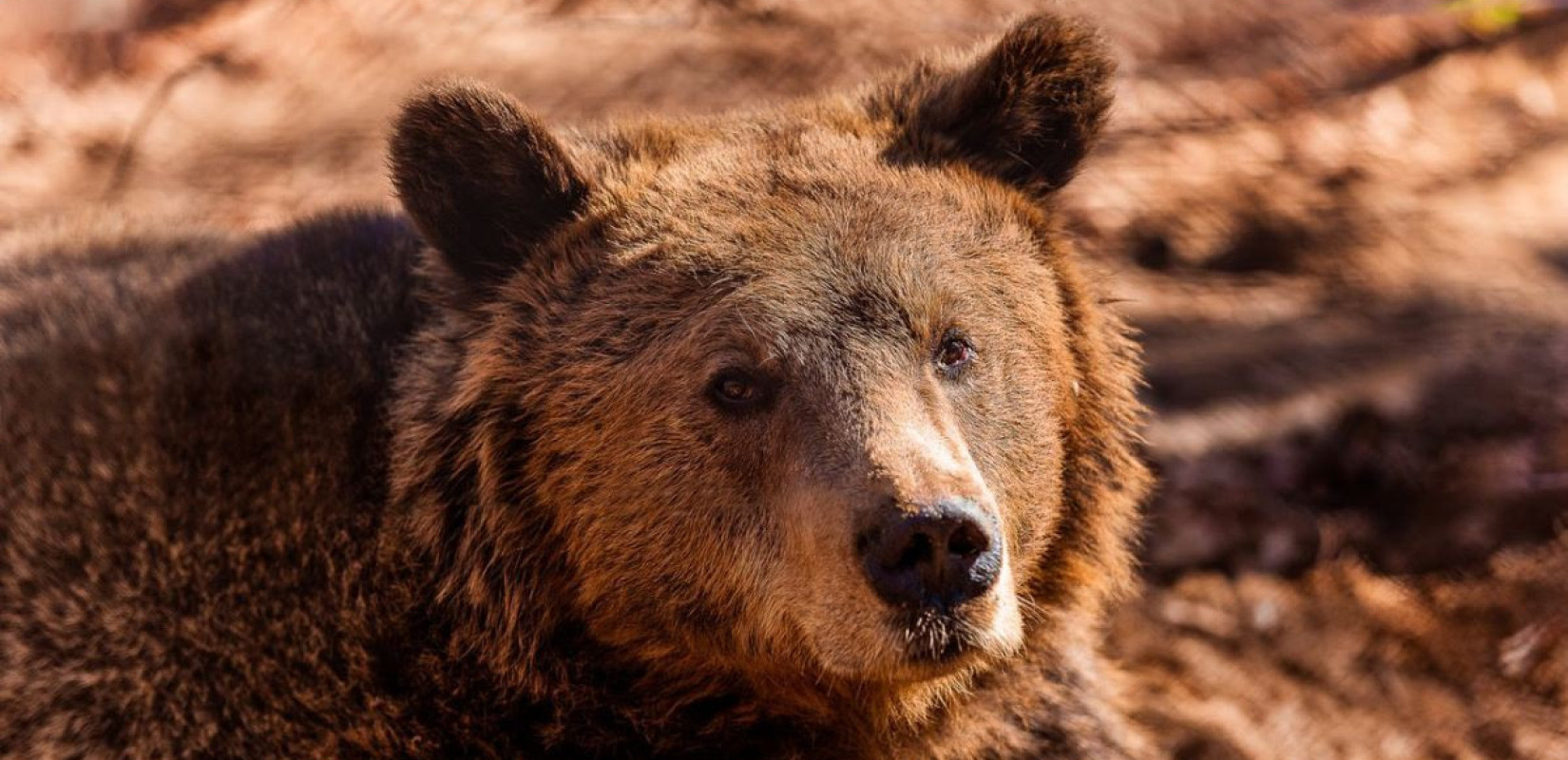 Αρκούδες στην Ελλάδα: Ο πληθυσμός αυξάνεται χωρίς να προκαλούνται περισσότερες ζημιές σε κτηνοτροφία, μελισσοκομία και γεωργία