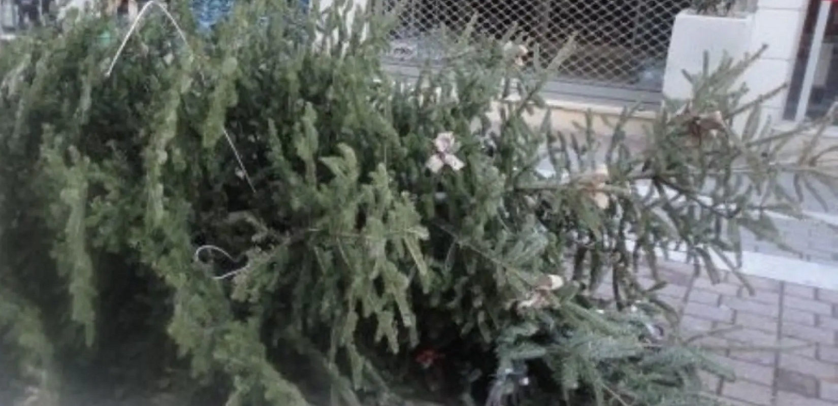 Δήμος Θέρμης: Ξεκινά η ανακύκλωση των φυσικών χριστουγεννιάτικων δέντρων