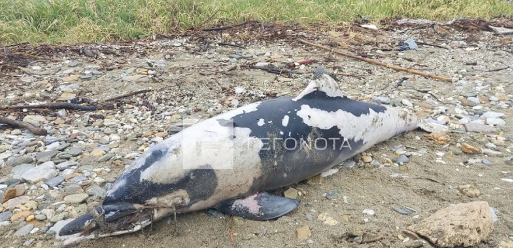 Βόλος: Νεκρό δελφίνι με δεμένο το ρύγχος του εντοπίστηκε σε παραλία