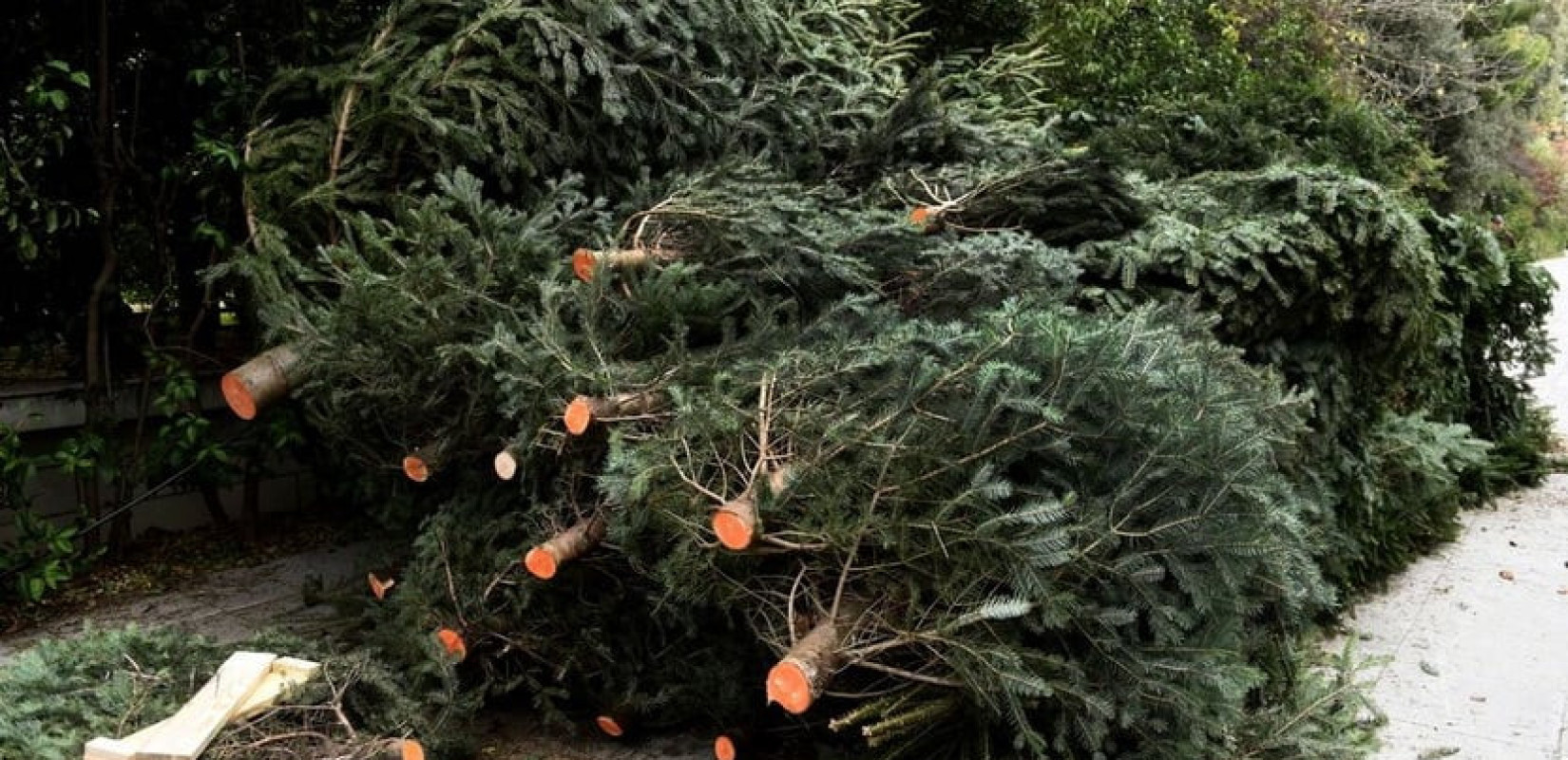 Θεσσαλονίκη: Πάνω από 3.000 Χριστουγεννιάτικα δέντρα ανακυκλώνονται τον χρόνο από τον ΦΟΔΣΑ