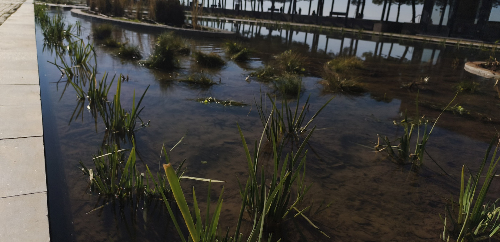 Θεσσαλονίκη: Το μεράκι ενός γεωπόνου για τα ιαπωνικά φυτά, φέρνει την ανανέωση στον Κήπο του Νερού (βίντεο)