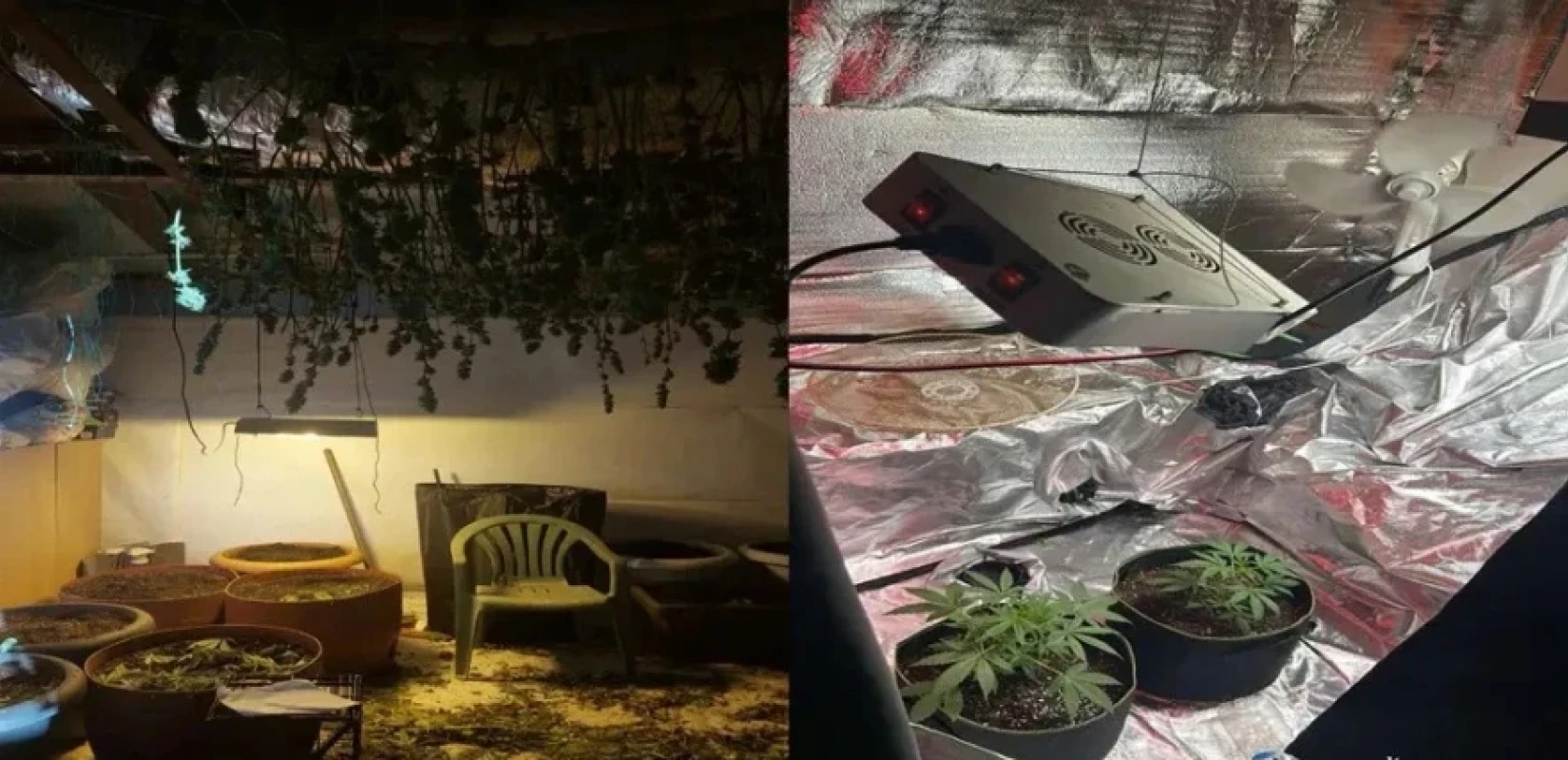 Eξαρθρώθηκε από το ελληνικό «FBI» εγκληματική οργάνωση υδροπονικής κάνναβης στη Ρόδο