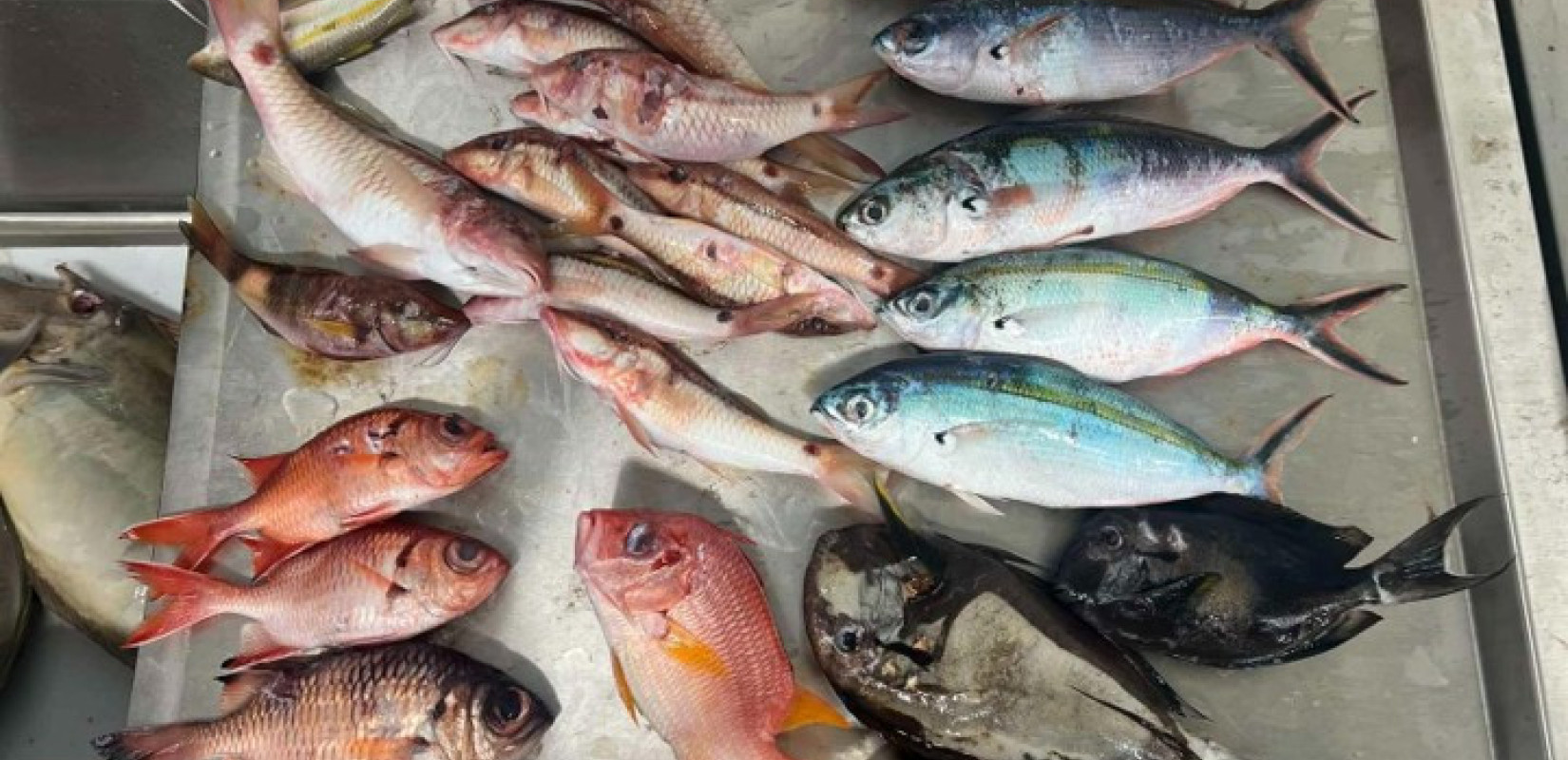 Μολυσμένο με μικροπλαστικά βρέθηκε το ένα τρίτο των ψαριών στον Ειρηνικό