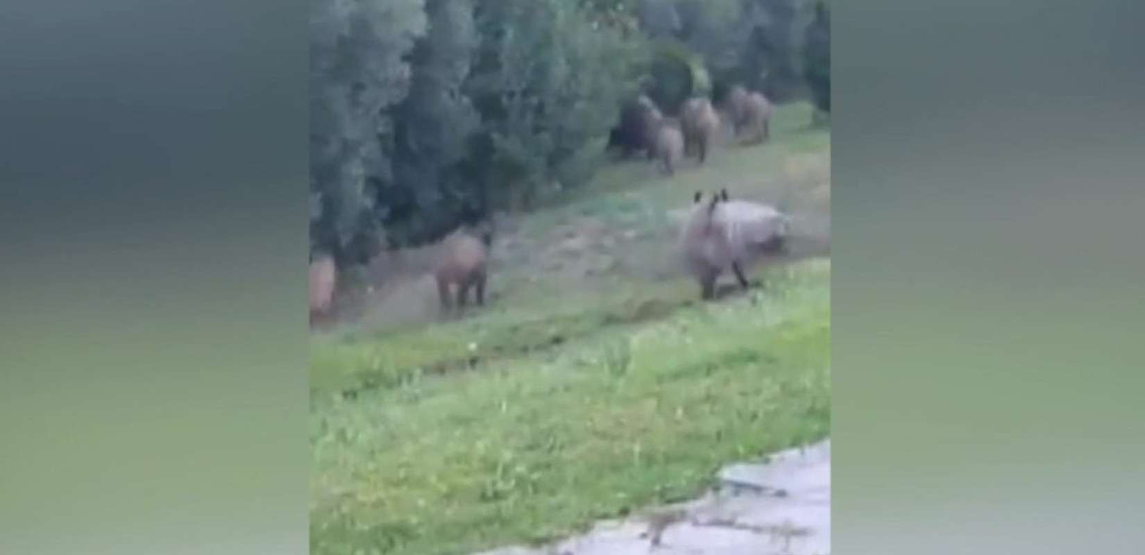 Αγέλη αγριογούρουνων μέσα σε οικισμό στη Φούρκα Χαλκιδικής