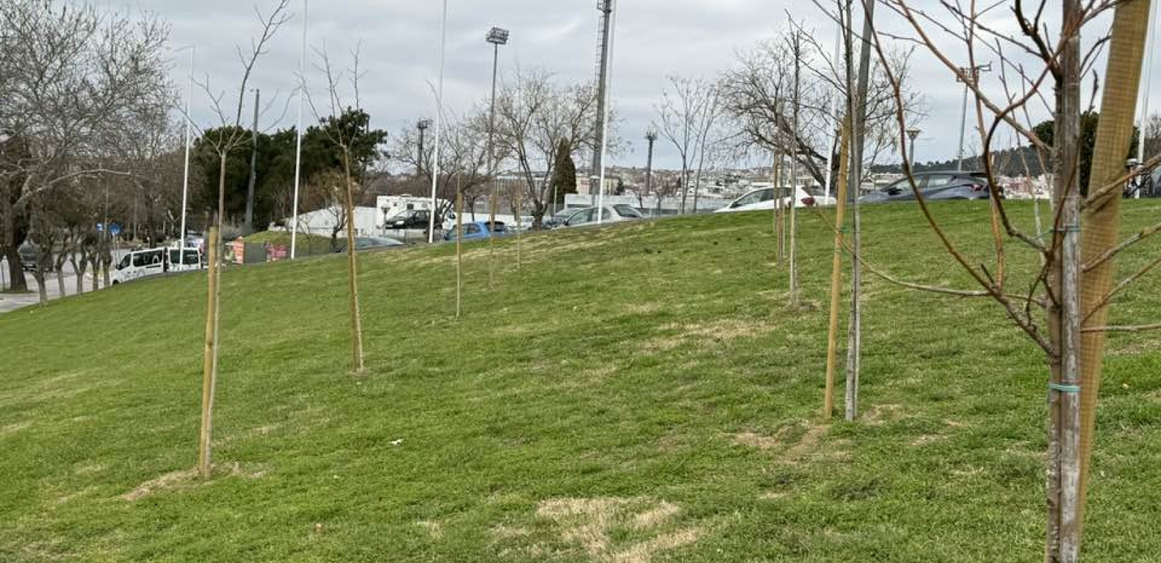 Θεσσαλονίκη: Φυτεύτηκαν 500 δέντρα δωρεά της ΕΥΑΘ σε νησίδες και χώρους πρασίνου