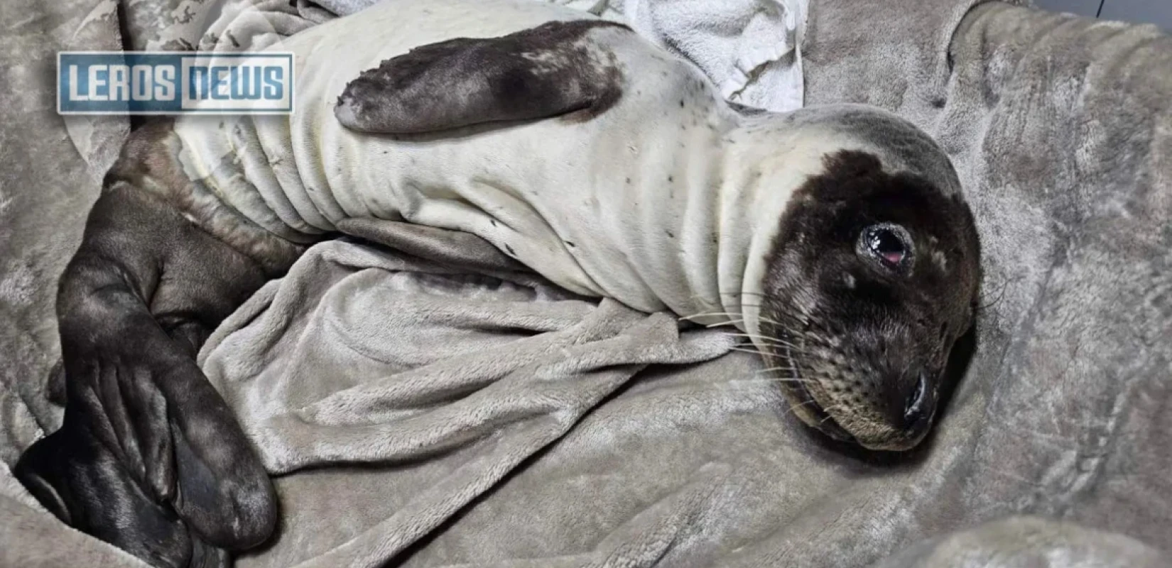Λέρος: Διάσωση ετοιμοθάνατης φώκιας 30 ημερών - Δείτε βίντεο
