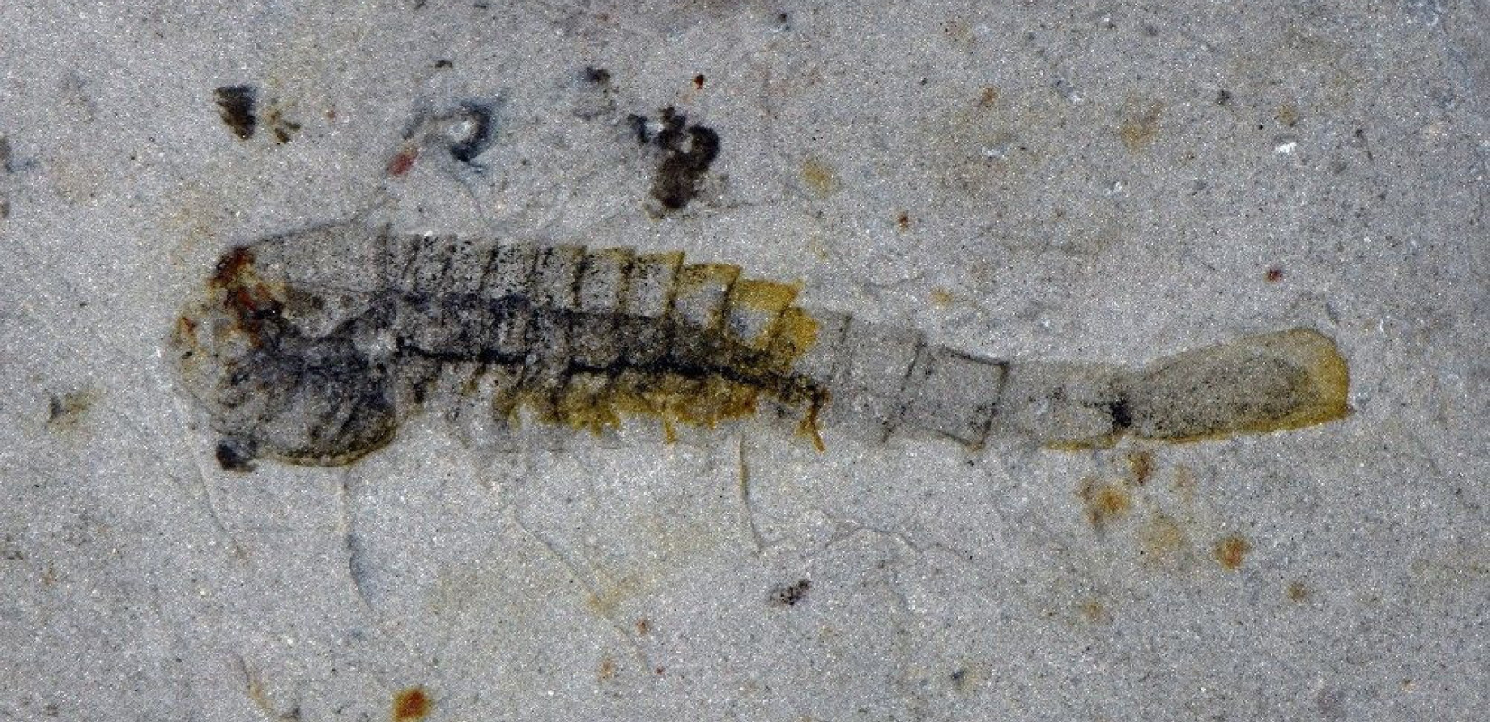 Κίνα: Βρέθηκαν 91 άγνωστα αρχαία είδη ζώων - Επιβίωσαν από επεισόδιο μαζικής εξαφάνισης