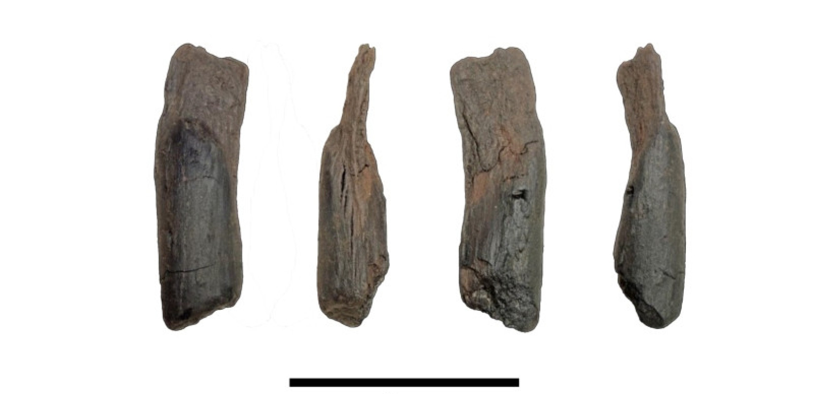 Απεικονίζεται μικρό ξύλινο εργαλείο, του οποίου η πιθανή χρήση δεν είναι γνωστή. Φωτογραφία: N.Thompson. Copyright: Katerina Harvati