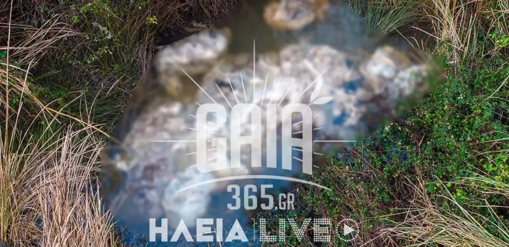 Ηλεία: Νεκρά πρόβατα εντοπίστηκαν στον Αλφειό - Παρενέβη εισαγγελέας