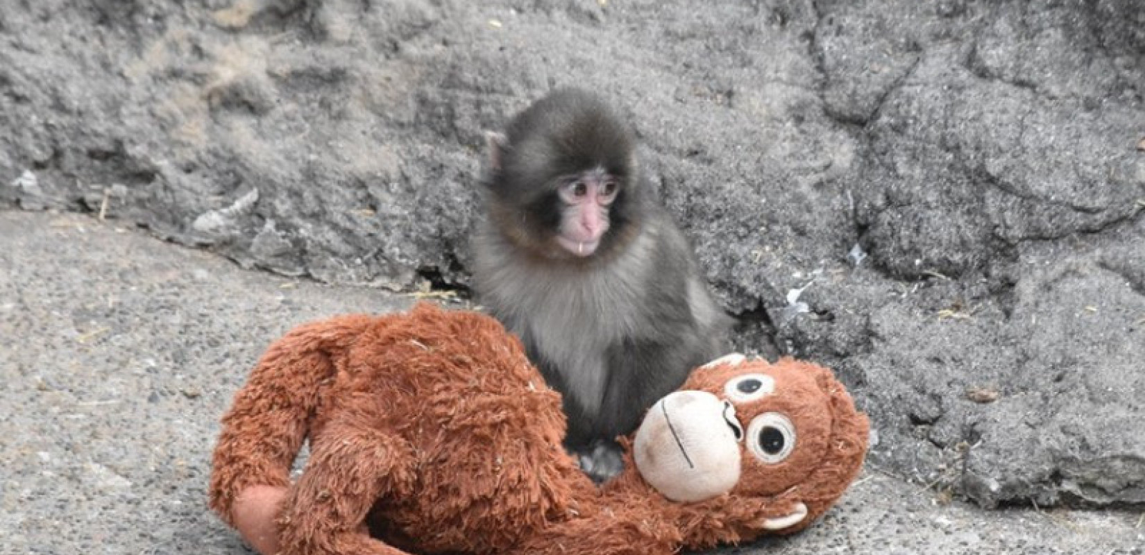 Ιαπωνία: Ο μακάκος Παντς έγινε viral και δεν αποχωρίζεται το λούτρινο ουρακοτάγκο φίλο του (βίντεο)