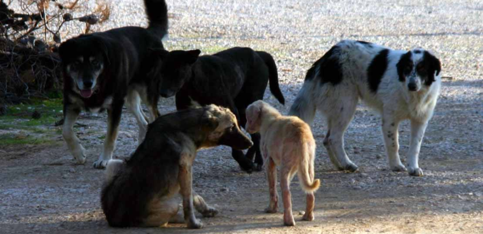 Η σύσκεψη για τα αδέσποτα, οι αγέλες που προβληματίζουν, τι κρύβει η παράταση για τη Μαρίνα Αρετσούς και το νέο “όχι” για τη Σίνδο. Γράφει ο Σαλονικιός