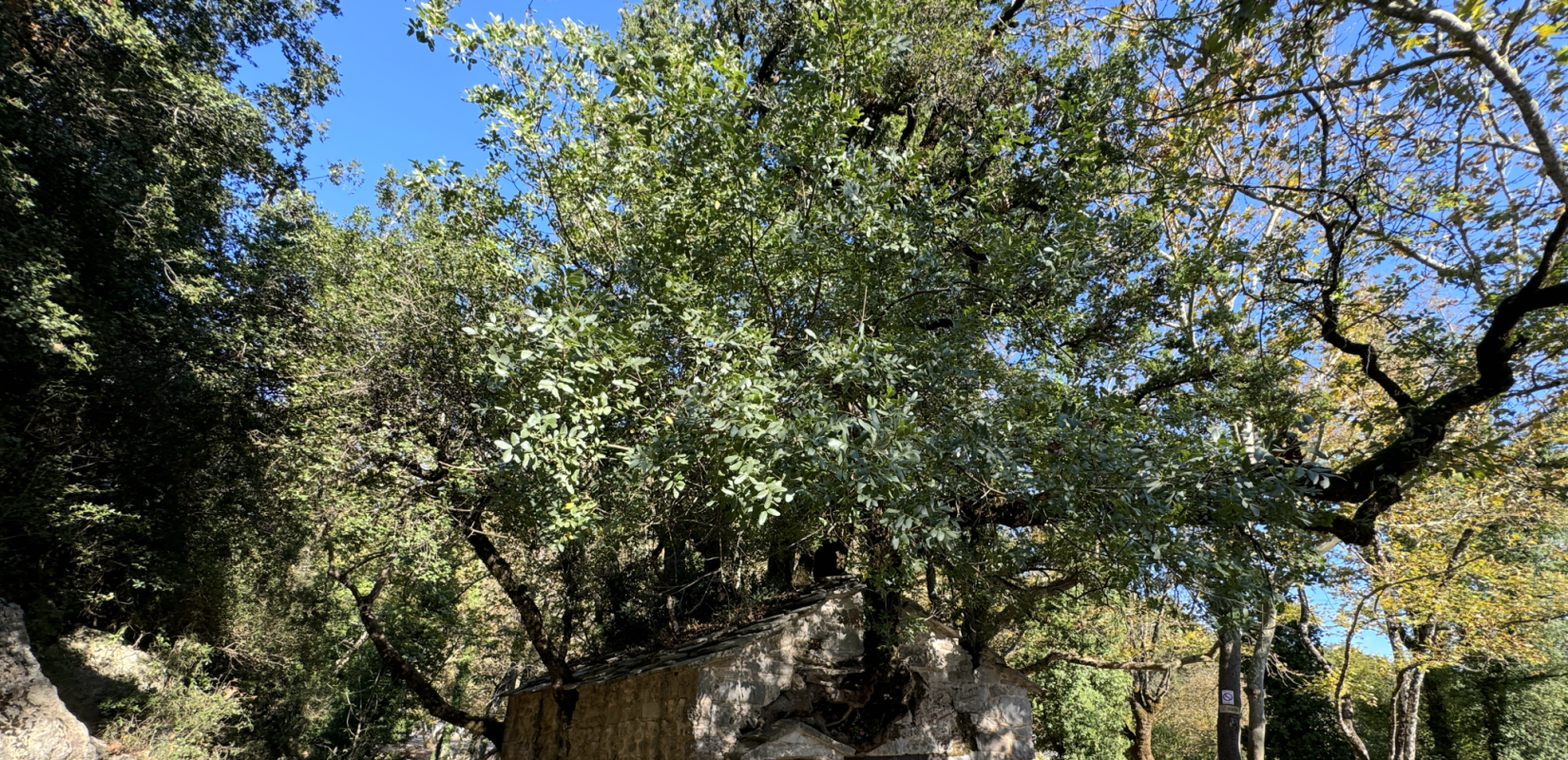 Η εκκλησία με τα δέντρα στη... στέγη (Βίντεο)