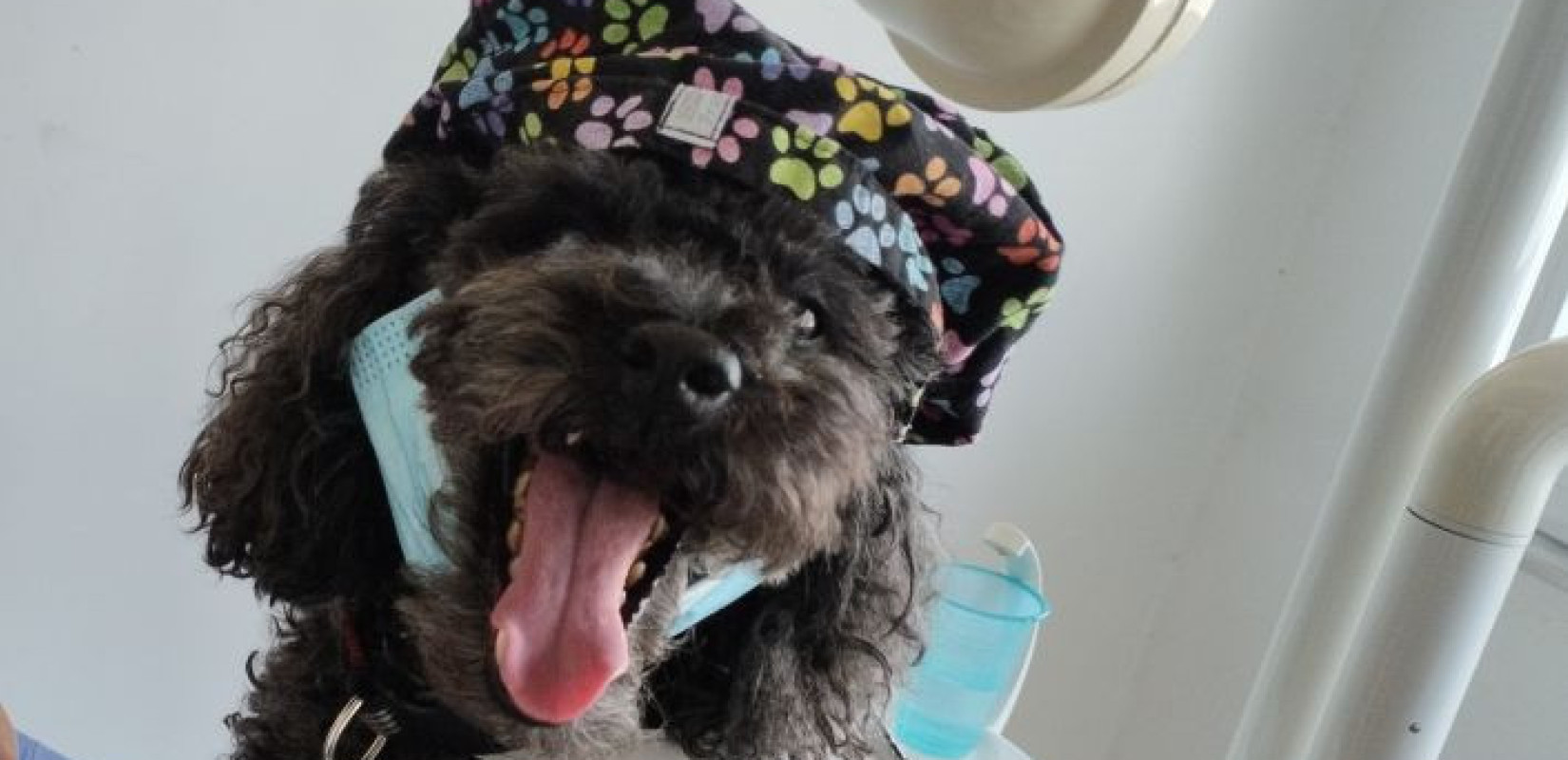 Θεσσαλονίκη: Ένα σκυλάκι βοηθάει την οδοντίατρο στις θεραπείες - Πώς η Άριελ βρέθηκε από τον δρόμο στο οδοντιατρείο