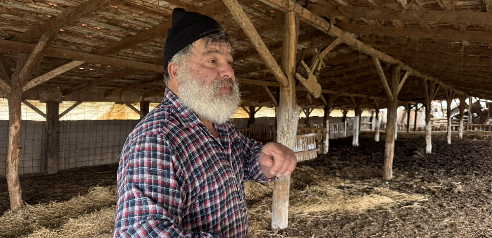 Θεσσαλονίκη: Σε απόγνωση ο κτηνοτρόφος που υπέστη εγκεφαλικό πριν τη θανάτωση των προβάτων του