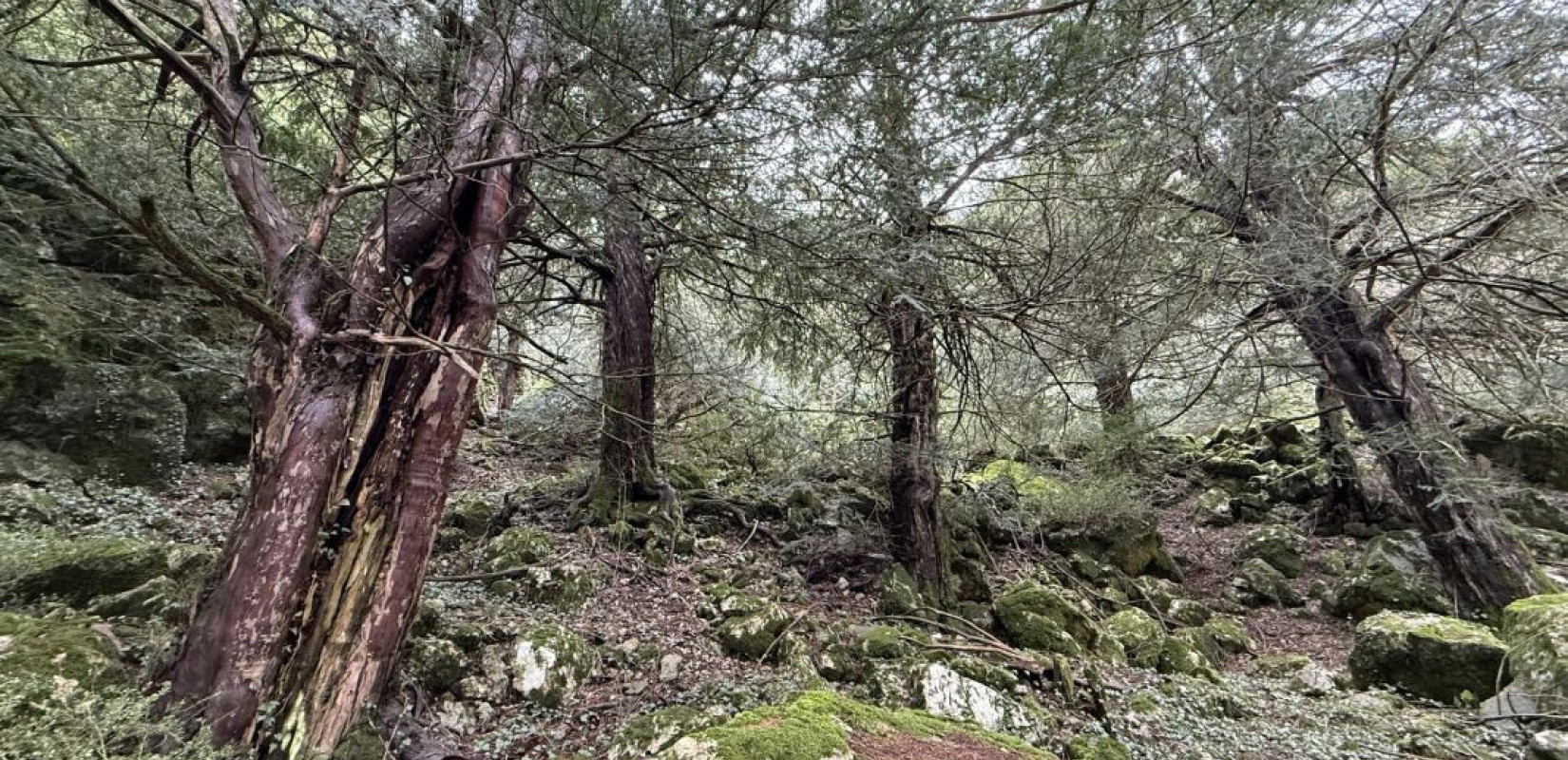 Δυτική Μακεδονία: Η περιφέρεια προβάλλεται διεθνώς με ένα βίντεο για το Πασκόγμιο Δίκτυο των Πρότυπων Δασών