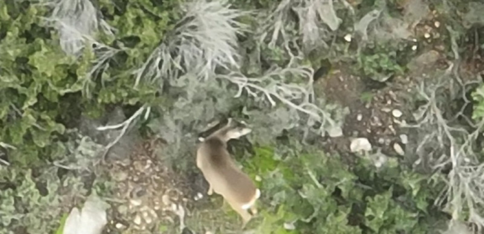 Θεσσαλονίκη: Ζευγάρι ζαρκαδιών εμφανίστηκε στο Σέιχ Σου - Η θηλυκιά πιθανόν έγκυος ανοίγει δρόμο για νέο πληθυσμό