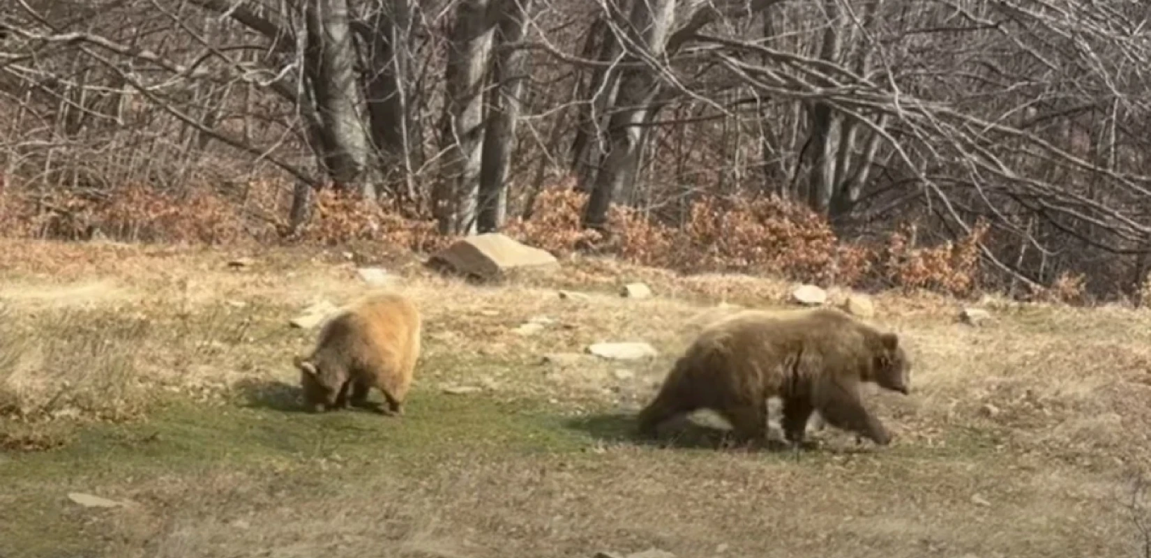 Φλώρινα: Ξύπνησαν οι αρκούδες στο Νυμφαίο - Δείτε βίντεο