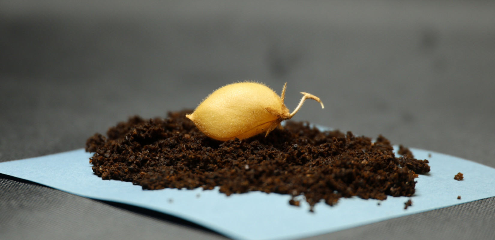 Πώς τα... ρεβίθια είναι η λύση στο πρόβλημα των σεληνιακών ερευνητών - Επιστήμονες τα καλλιέργησαν σε προσομοιωμένο σεληνιακό χώμα