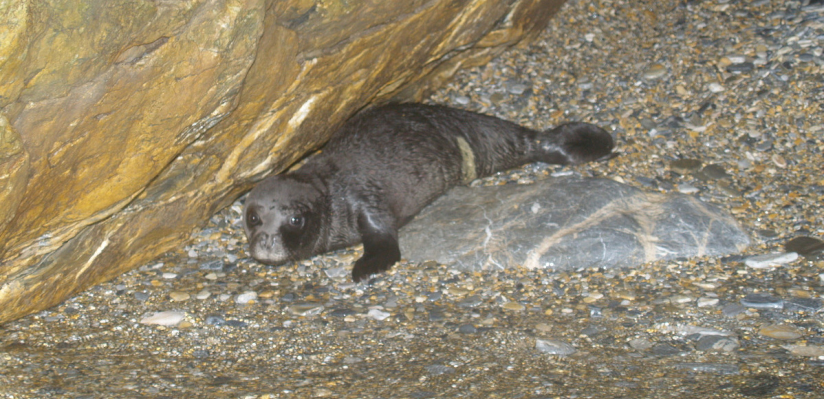 Ρεκόρ στις γεννήσεις μεσογεακής φώκιας καταγράφηκε στις Σποράδες