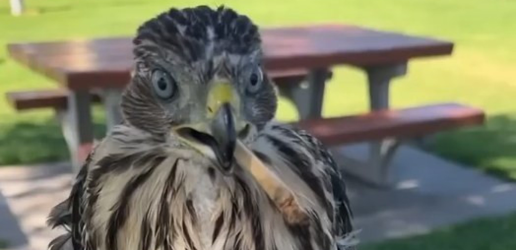 ΗΠΑ: Νεαρός καταδικάστηκε σε φυλάκιση 45 ημερών επειδή έδωσε αλκοόλ και τσιγάρο σε γεράκι