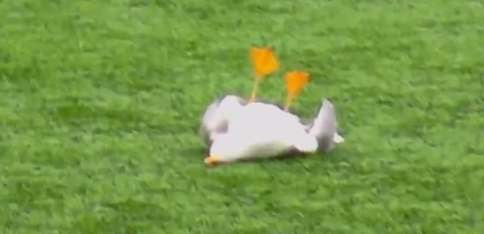 Τουρκία: Τερματοφύλακας «σημάδεψε» γλάρο και ο συμπαίκτης του τον έσωσε με... ΚΑΡΠΑ! (βίντεο)