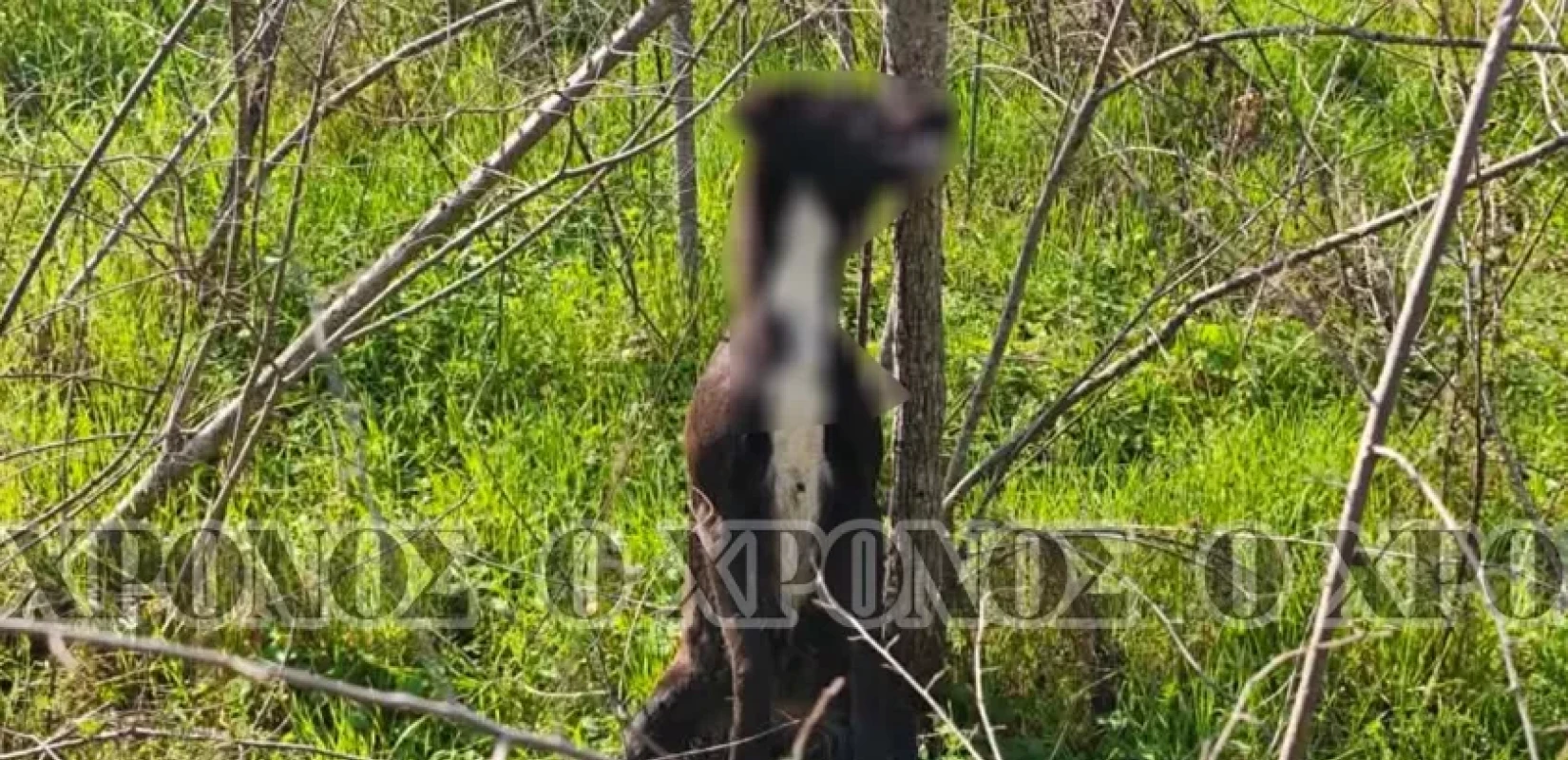 Φρίκη στην Κομοτηνή: Εντόπισαν σκύλο κρεμασμένο σε δέντρο (βίντεο)