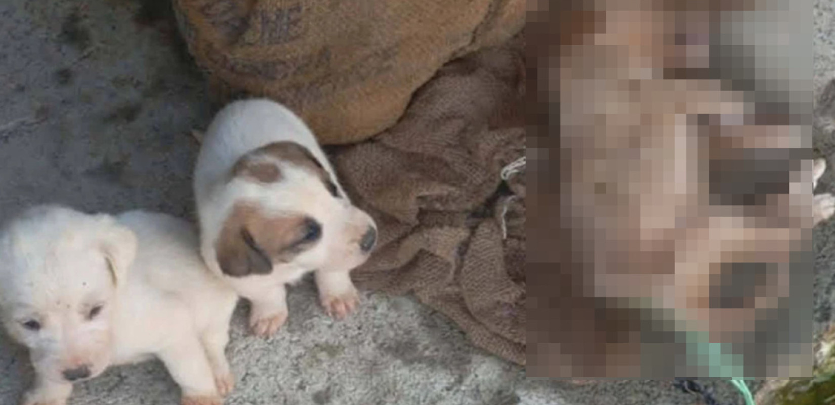 Αμαλιάδα: Εννέα κουτάβια βρέθηκαν σε τσουβάλια μέσα σε λίμνη