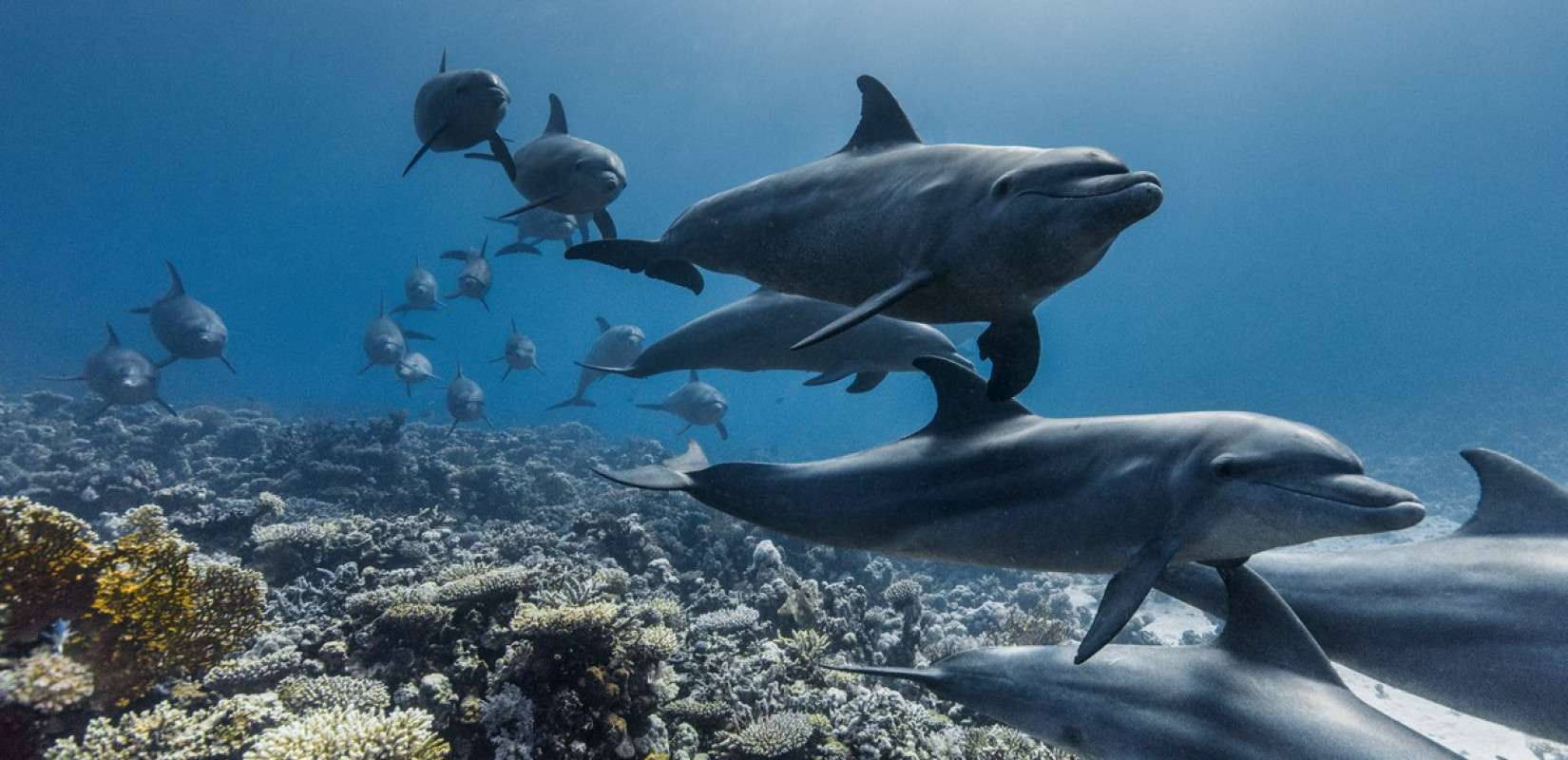 Θεσσαλονίκη: Μία ταινία στέλνει ισχυρό μήνυμα ελπίδας για το μέλλον των θαλασσών - Προβάλλεται στο Ολύμπιον με ελεύθερη είσοδο