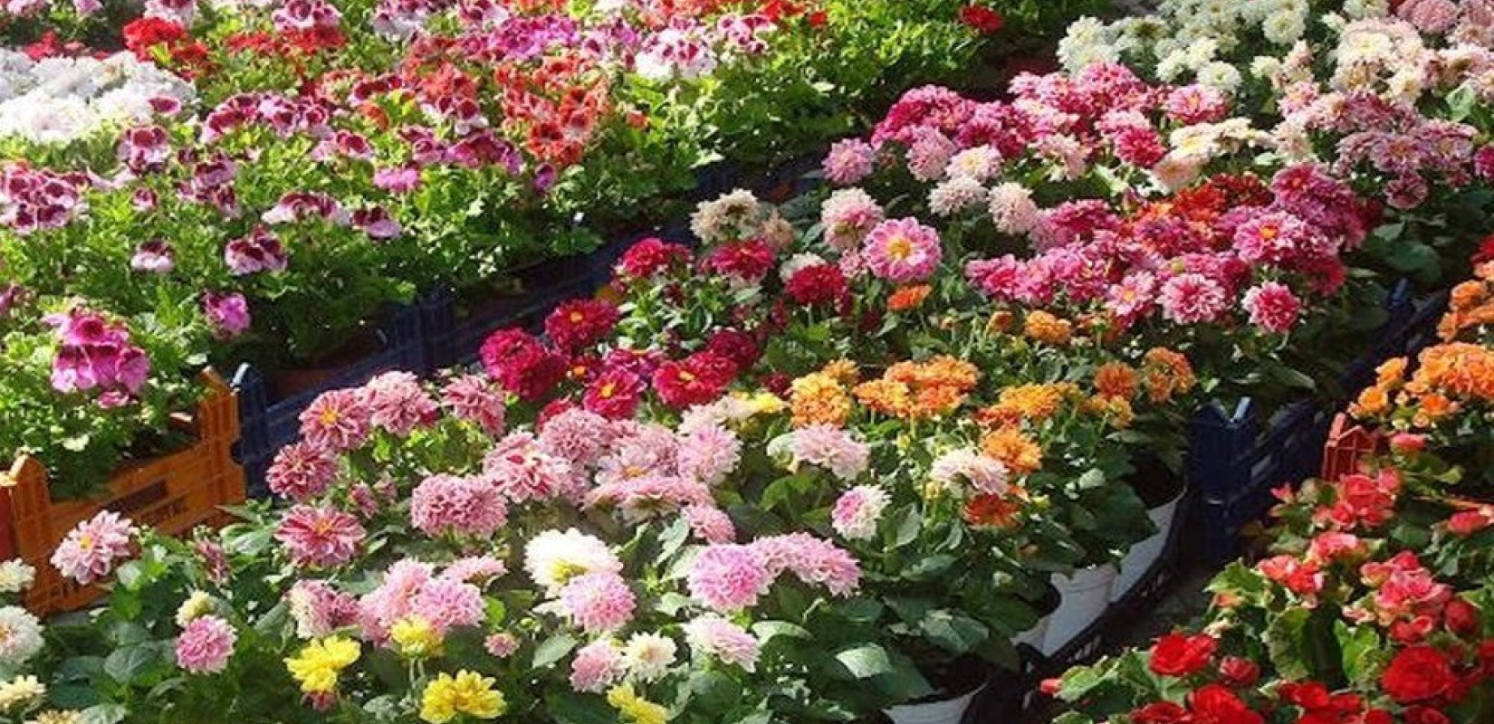 Σέρρες: Ανοίγει σήμερα τις πύλες της η 23η Ανθοκομική Έκθεση Μονόβρυσης