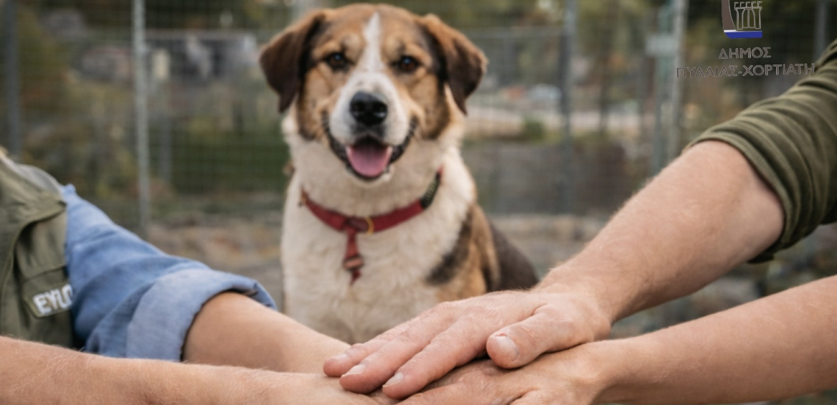 Παγκόσμια ημέρα αδέσποτων: Σοβαρά κενά στη φροντίδα τους στη Θεσσαλονίκη