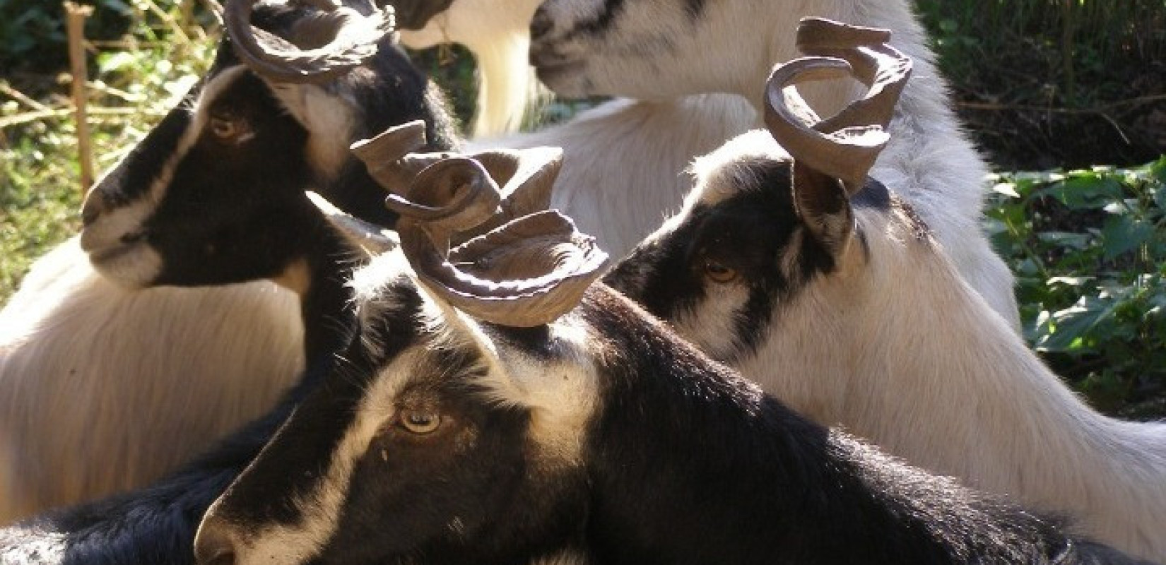 ΥΠΑΑΤ: Διευκρινίσεις για τον αφθώδη πυρετό - Ερωτήσεις και απαντήσεις