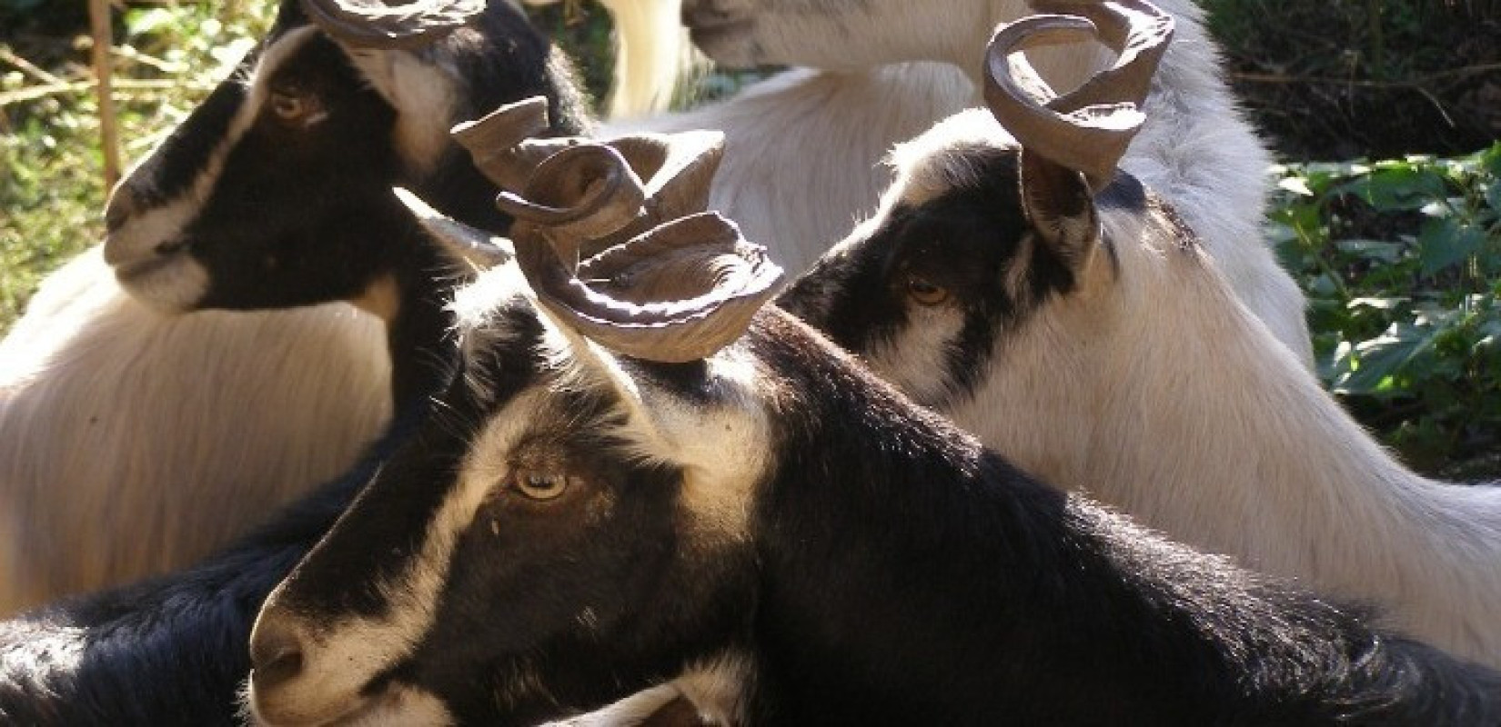 Συναγερμός στη Μυτιλήνη: Αυξήθηκαν σε 29 τα συνολικά κρούσματα αφθώδους πυρετού