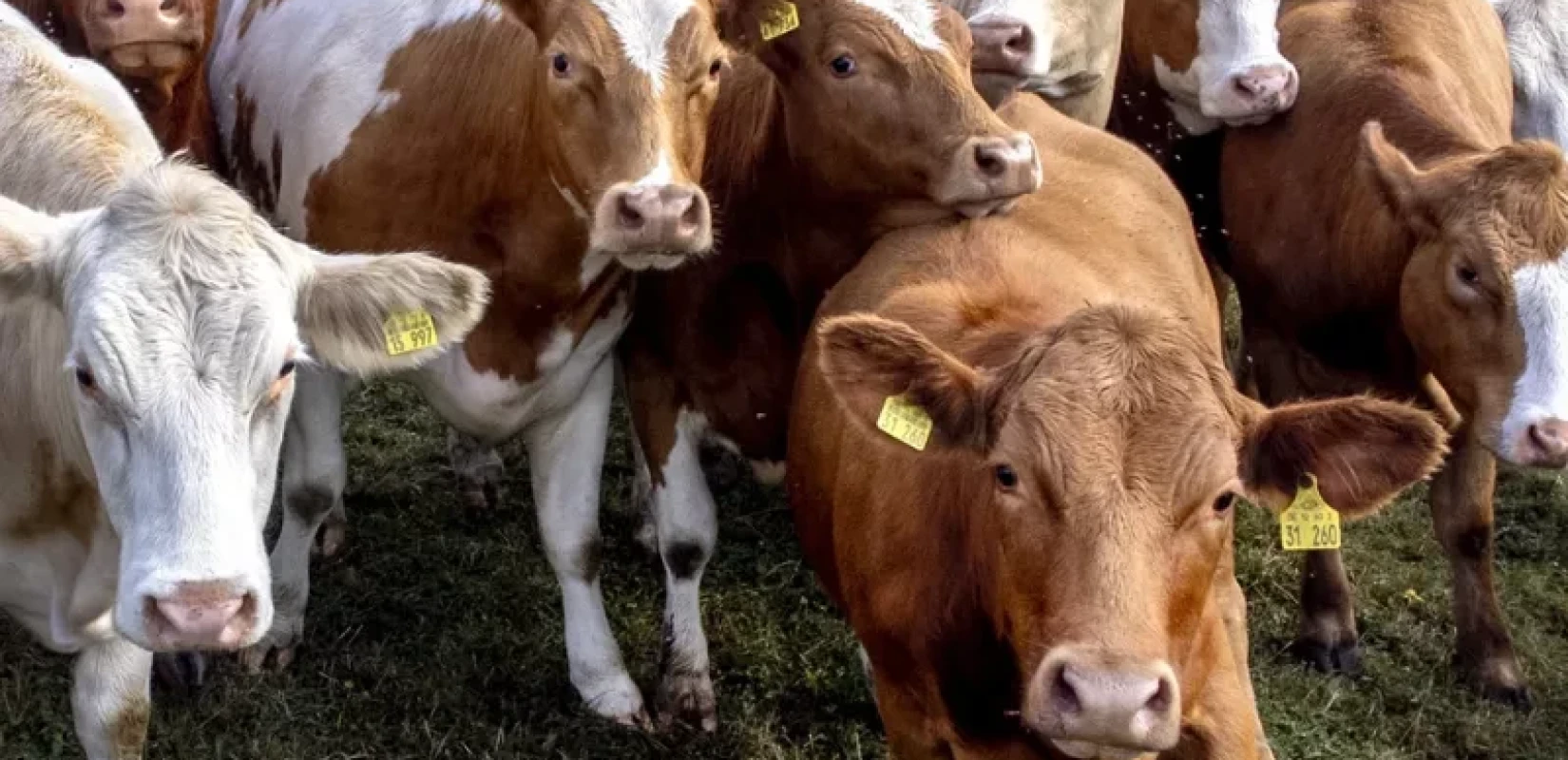 Λέσβος: Αυστηρή απαγόρευση μετακινήσεων ζώων και προϊόντων έως τον Μάιο λόγω αφθώδους πυρετού