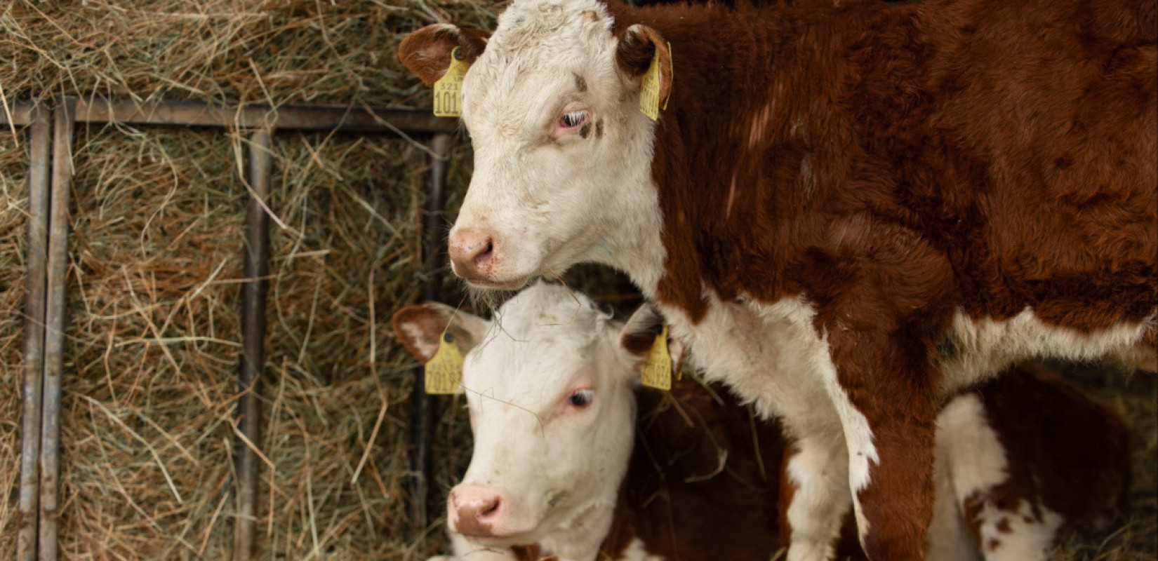 Προς κτηνοτροφικό «lockdown» στη Μυτιλήνη: Στον «αέρα» 70 τόνοι γάλακτος λόγω αφθώδους πυρετού (βίντεο)