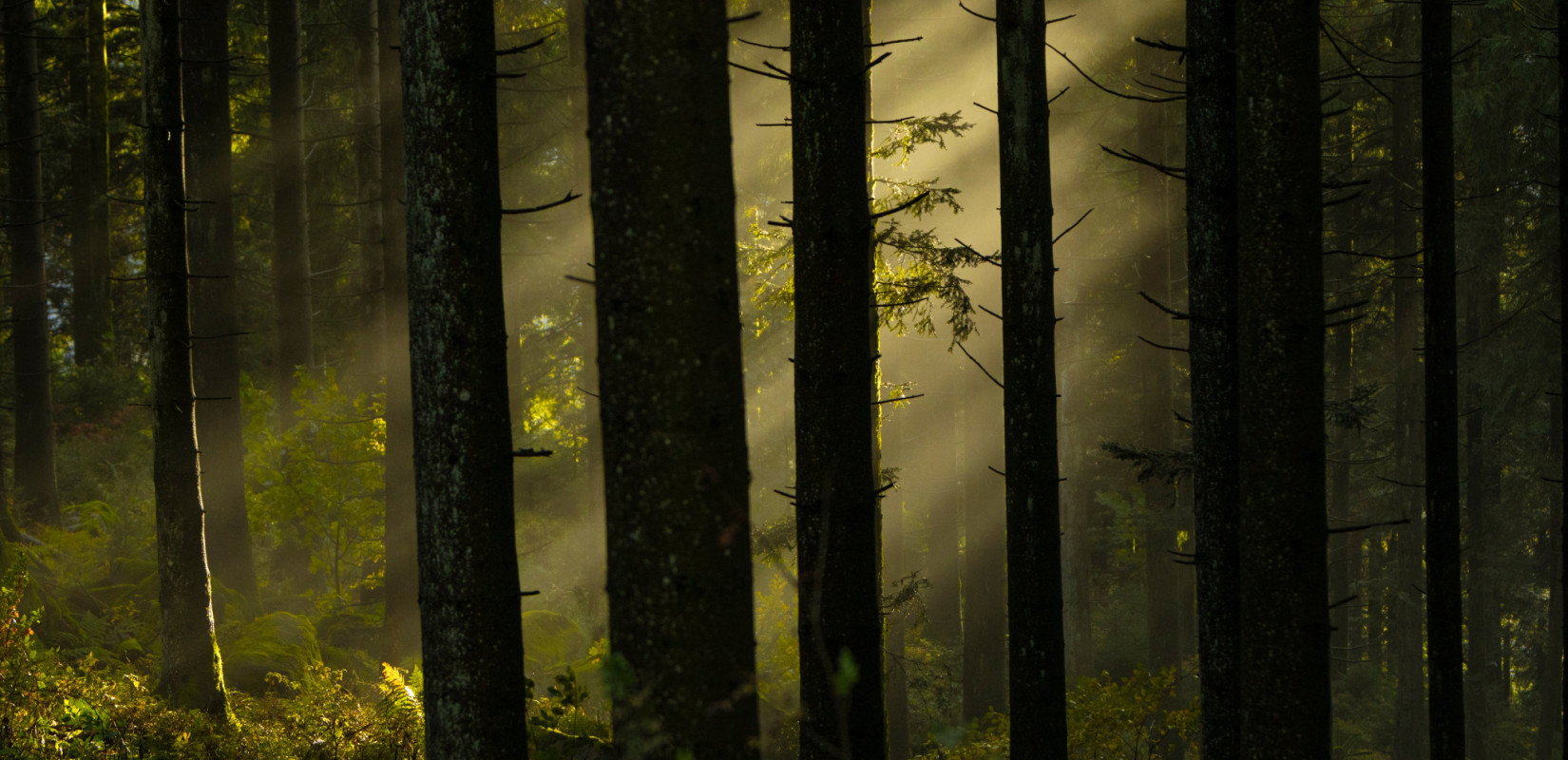 Παγκόσμια Μέρα Δασών: Πάνω από 200.000 εκτάρια κινδυνεύουν - Πώς επιδεινώνει την κατάσταση η κλιματική αλλαγή
