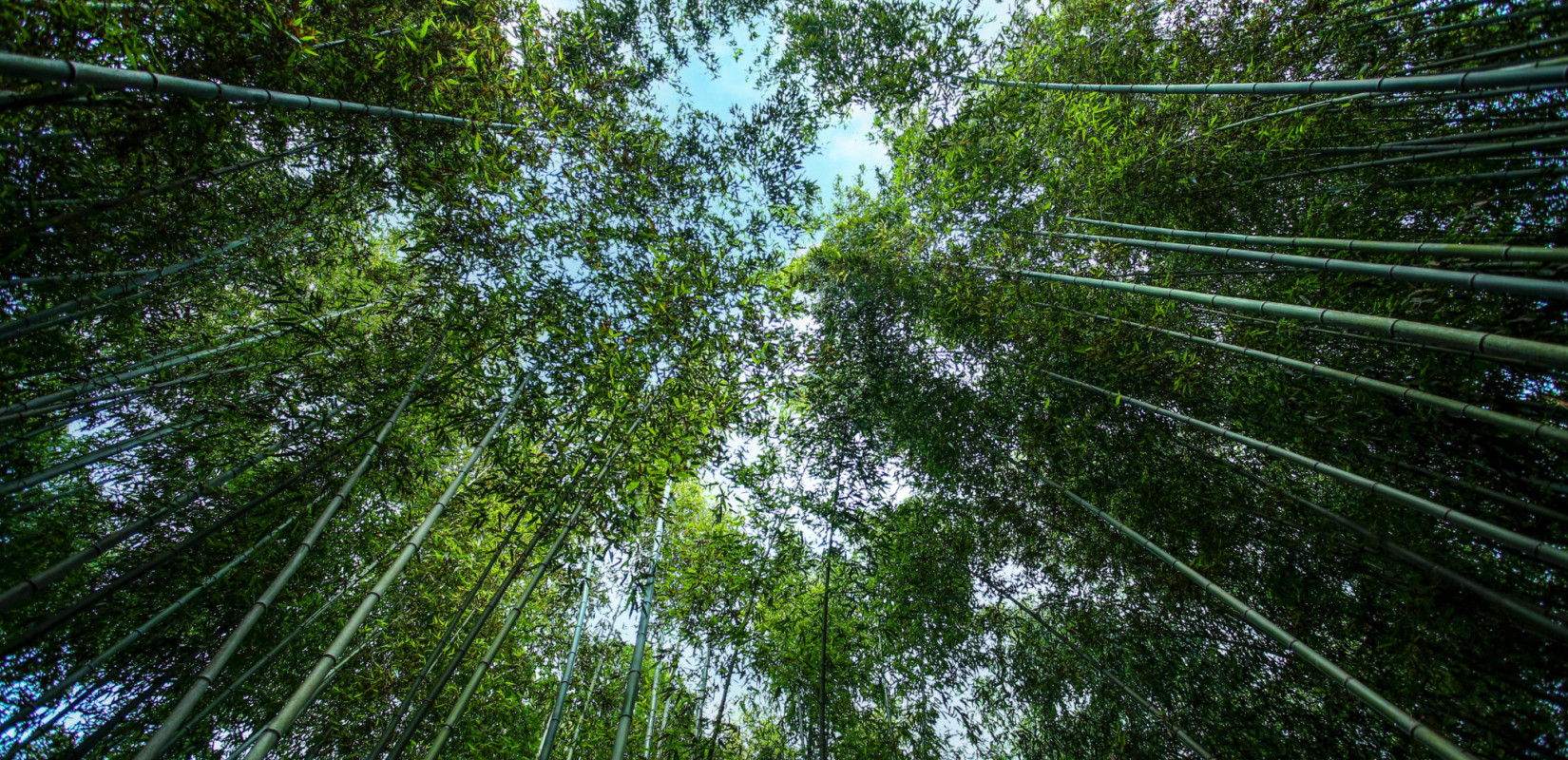 Παγκόσμια Ημέρα Δασών: Οι δράσεις οχτώ δασαρχείων της χώρας με στόχο την ευαισθητοποίηση για την προστασία του περιβάλλοντος