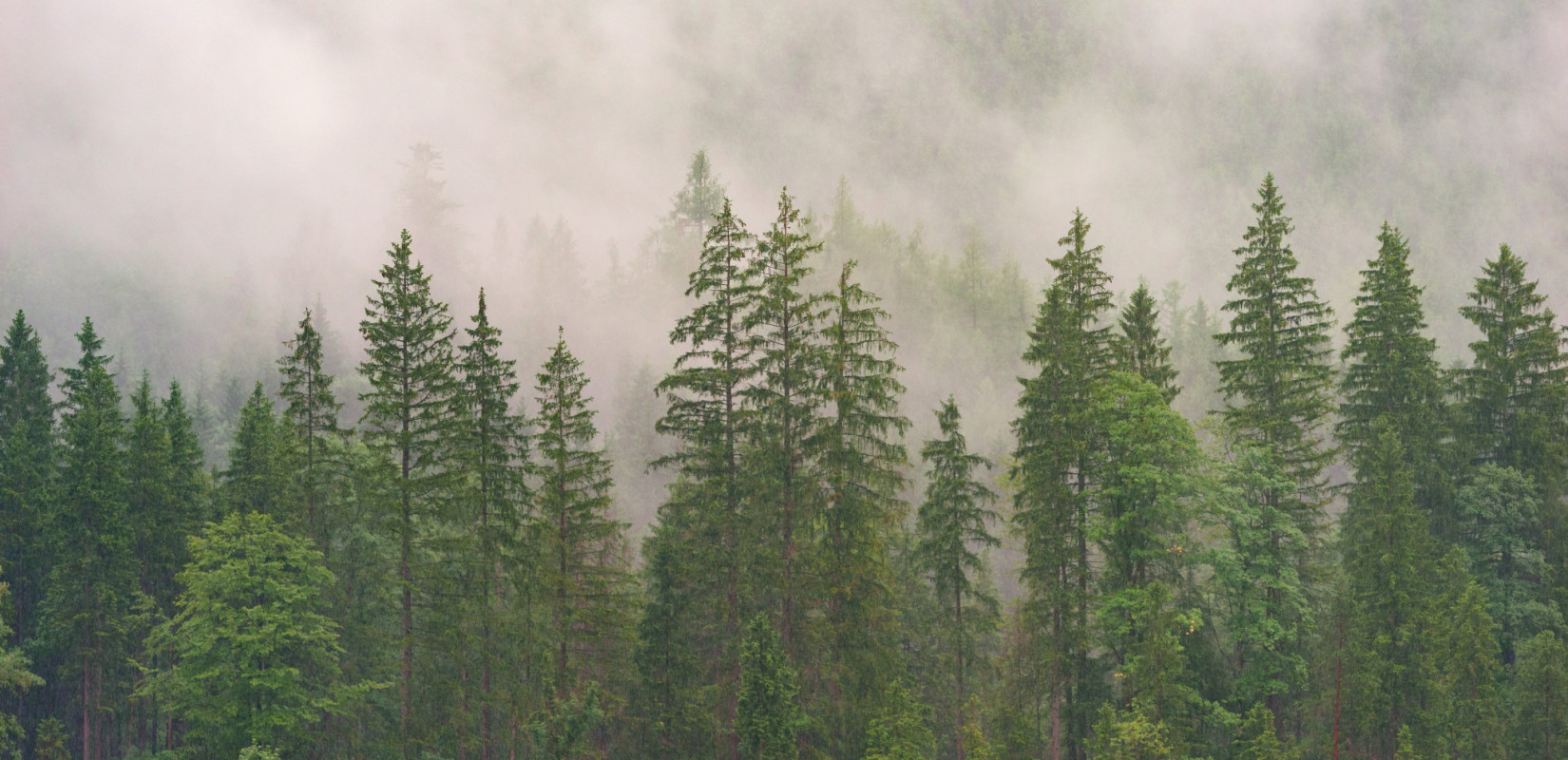Θεσσαλονίκη: Τριήμερο βιωματικών δράσεων στο βρώσιμο δάσος της Νεάπολης δύο χρόνια μετά τη δημιουργία του